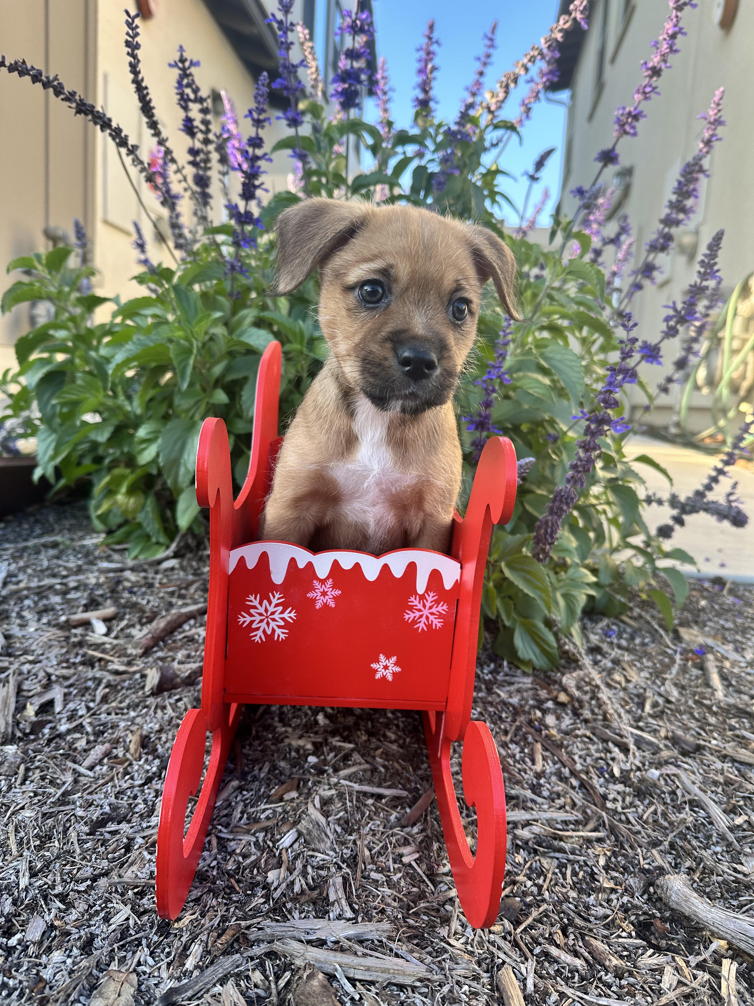 Enlarge Blitzen, a ADOPTABLE mixed breed in Santee, CA image 2/5