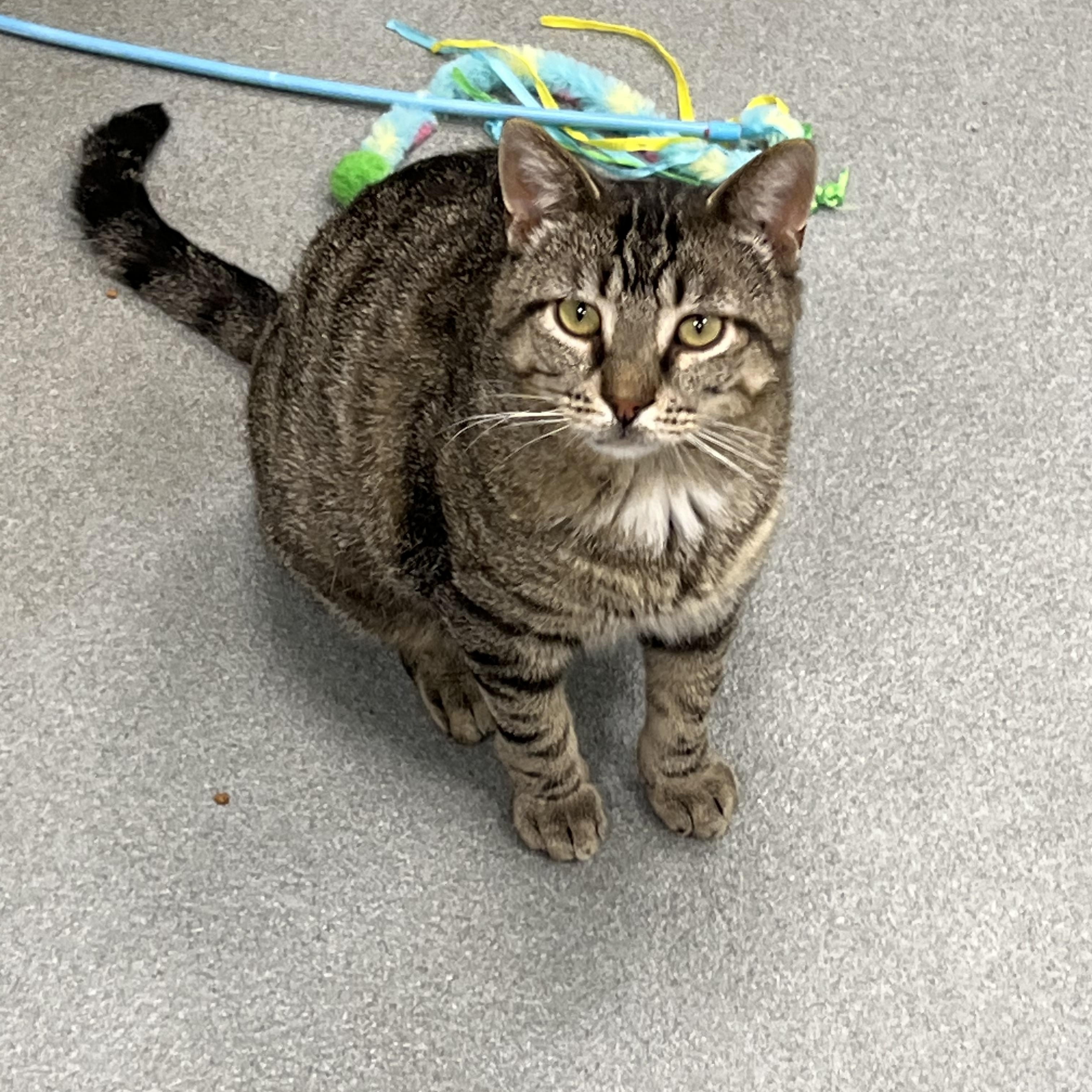Enlarge Dewey, a ADOPTABLE Domestic Short Hair in Jefferson, IA image 1/2