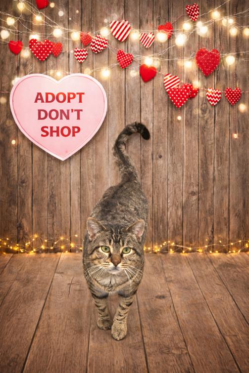 Enlarge Dewey, a ADOPTABLE Domestic Short Hair in Jefferson, IA image 1/1