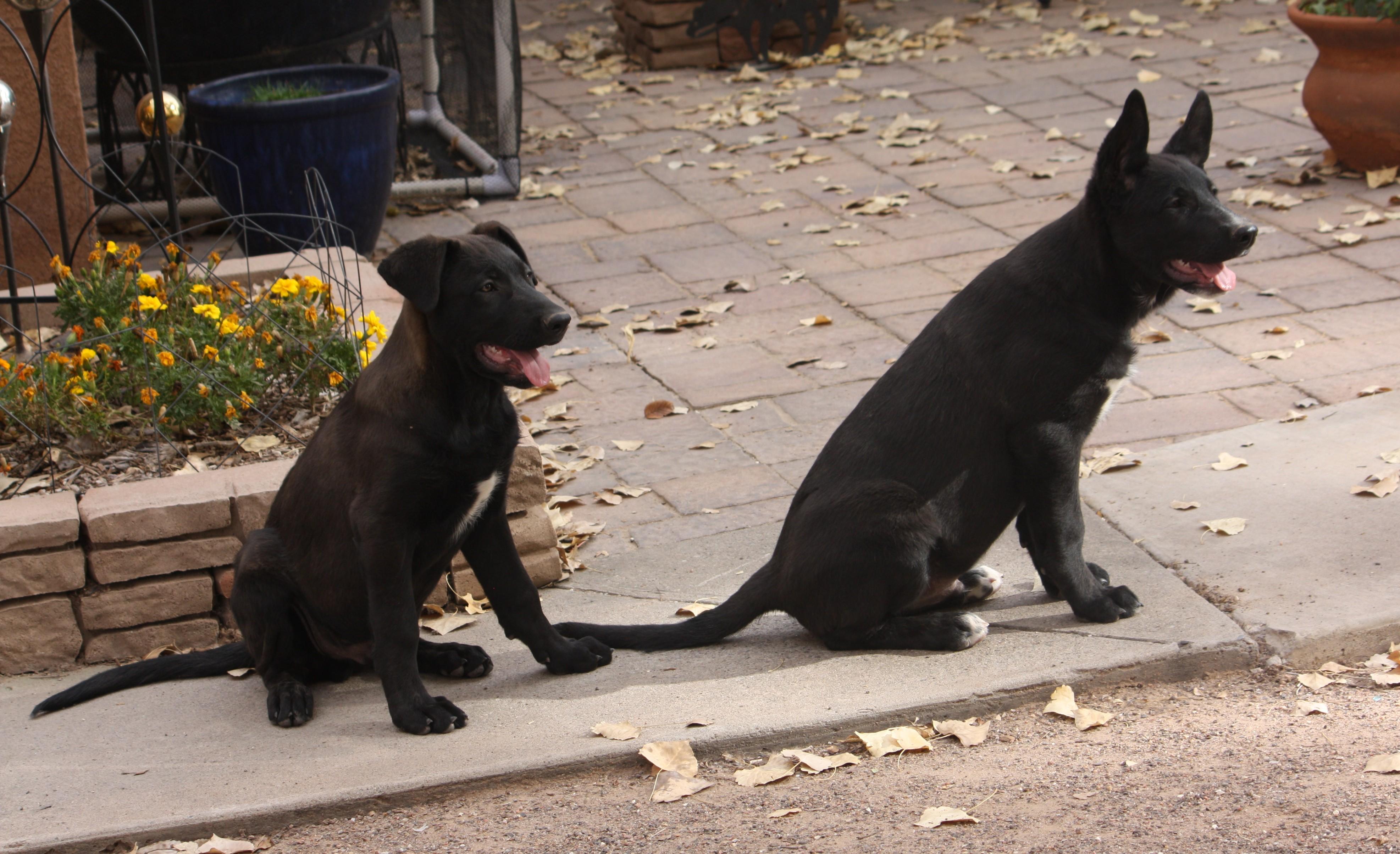 Enlarge Max, a Adopted mixed breed in Albuquerque, NM image 5/6