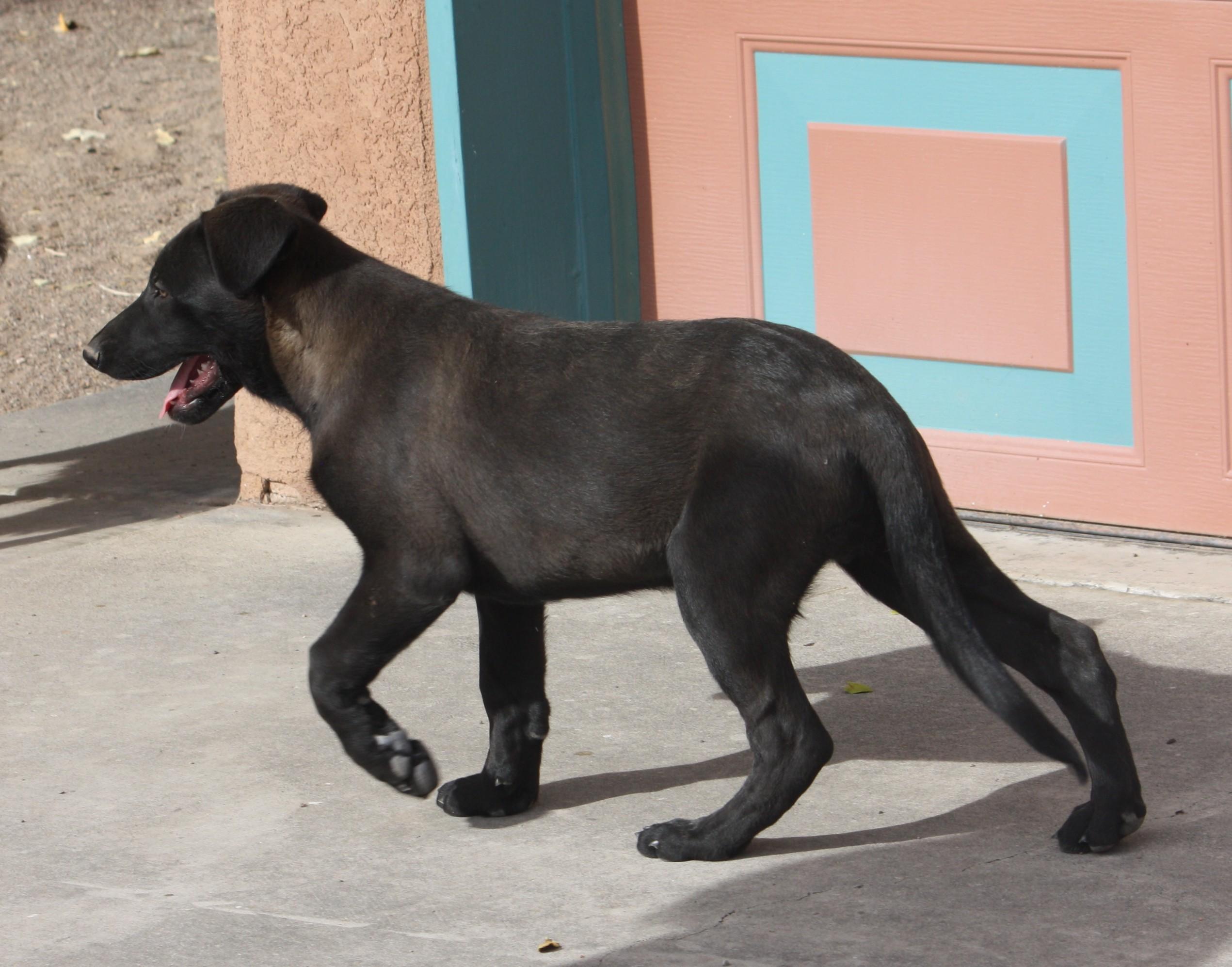 Enlarge Max, a Adopted mixed breed in Albuquerque, NM image 3/6