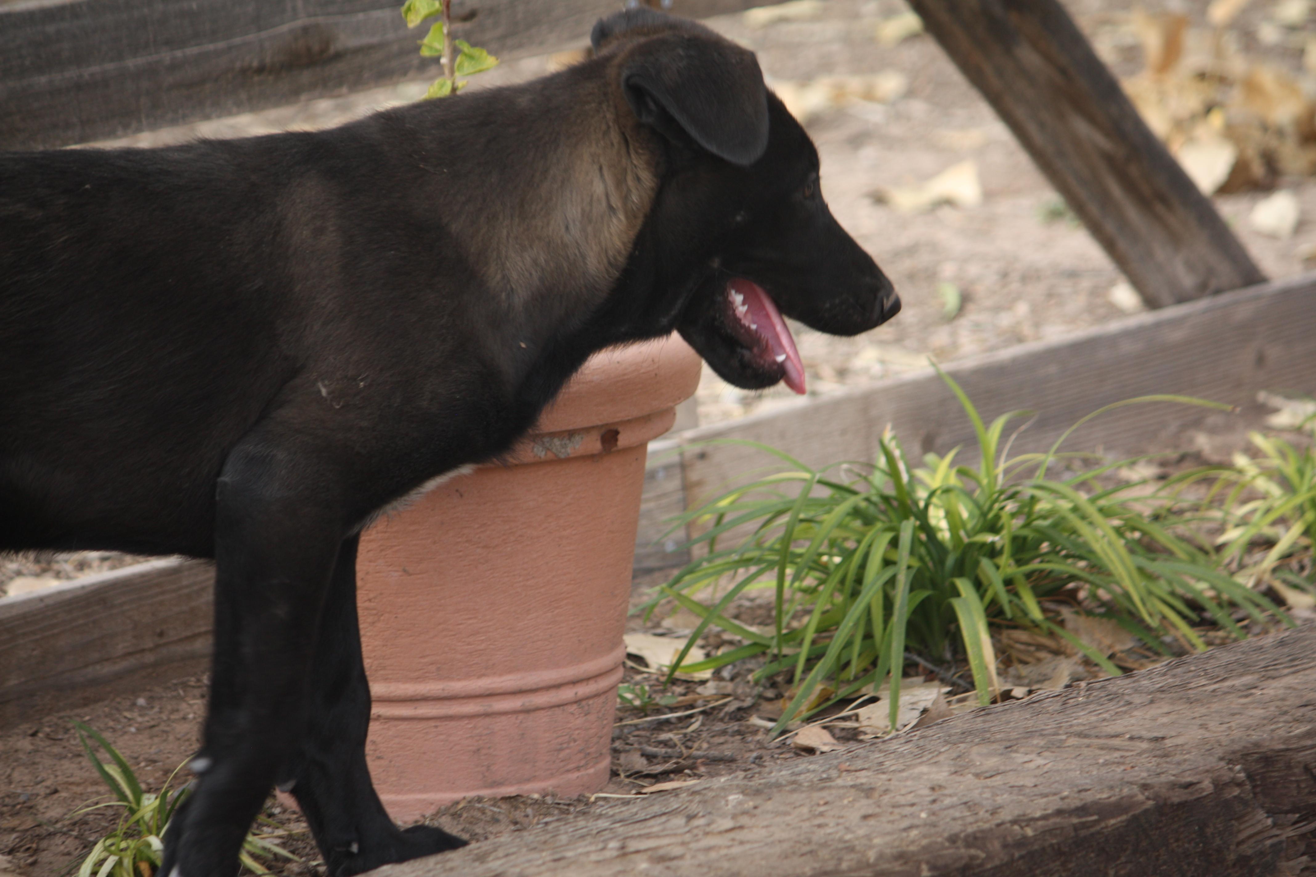 Enlarge Max, a Adopted mixed breed in Albuquerque, NM image 2/6