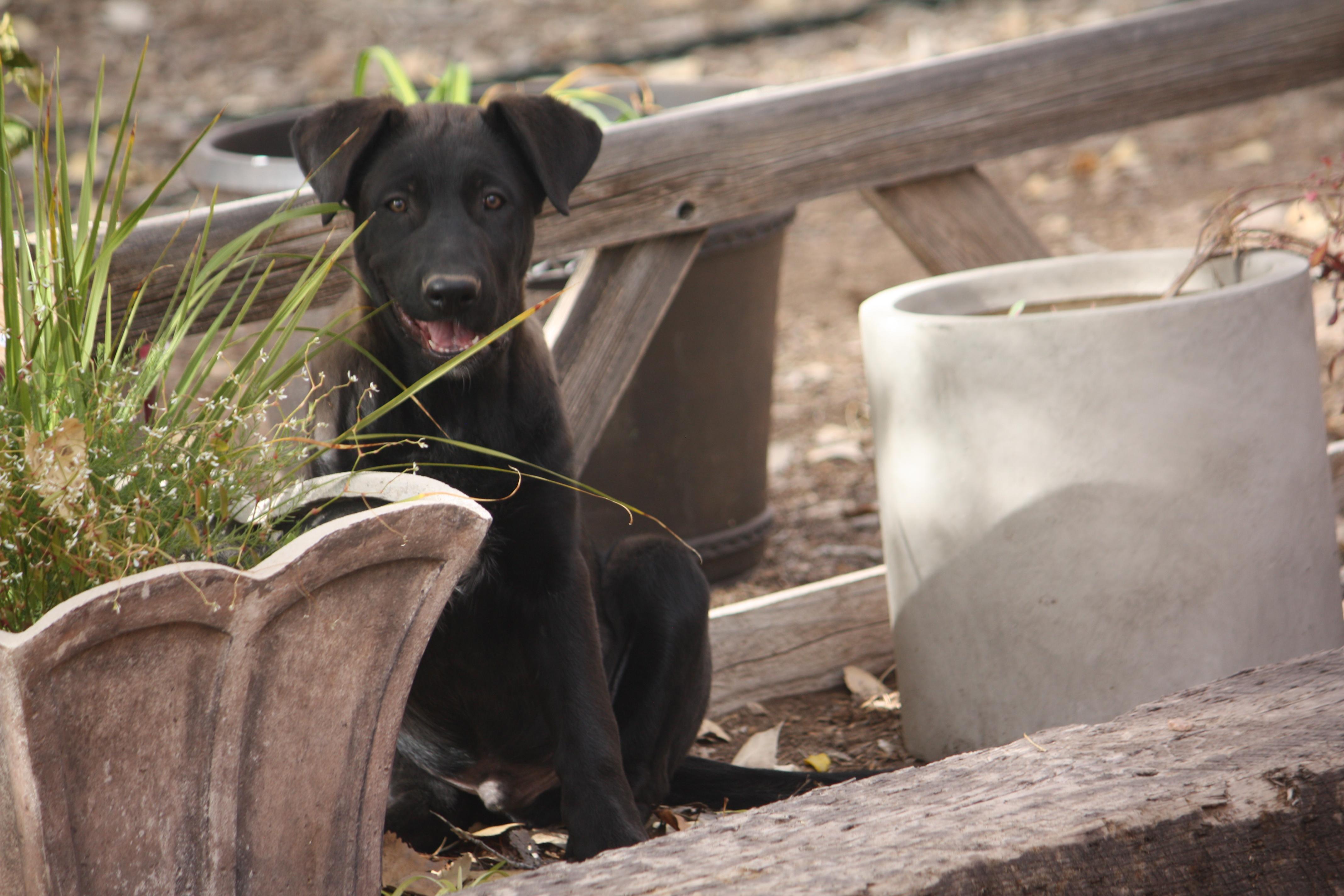 Max, Adopted, Puppy Male German Shepherd Dog & Labrador Retriever.