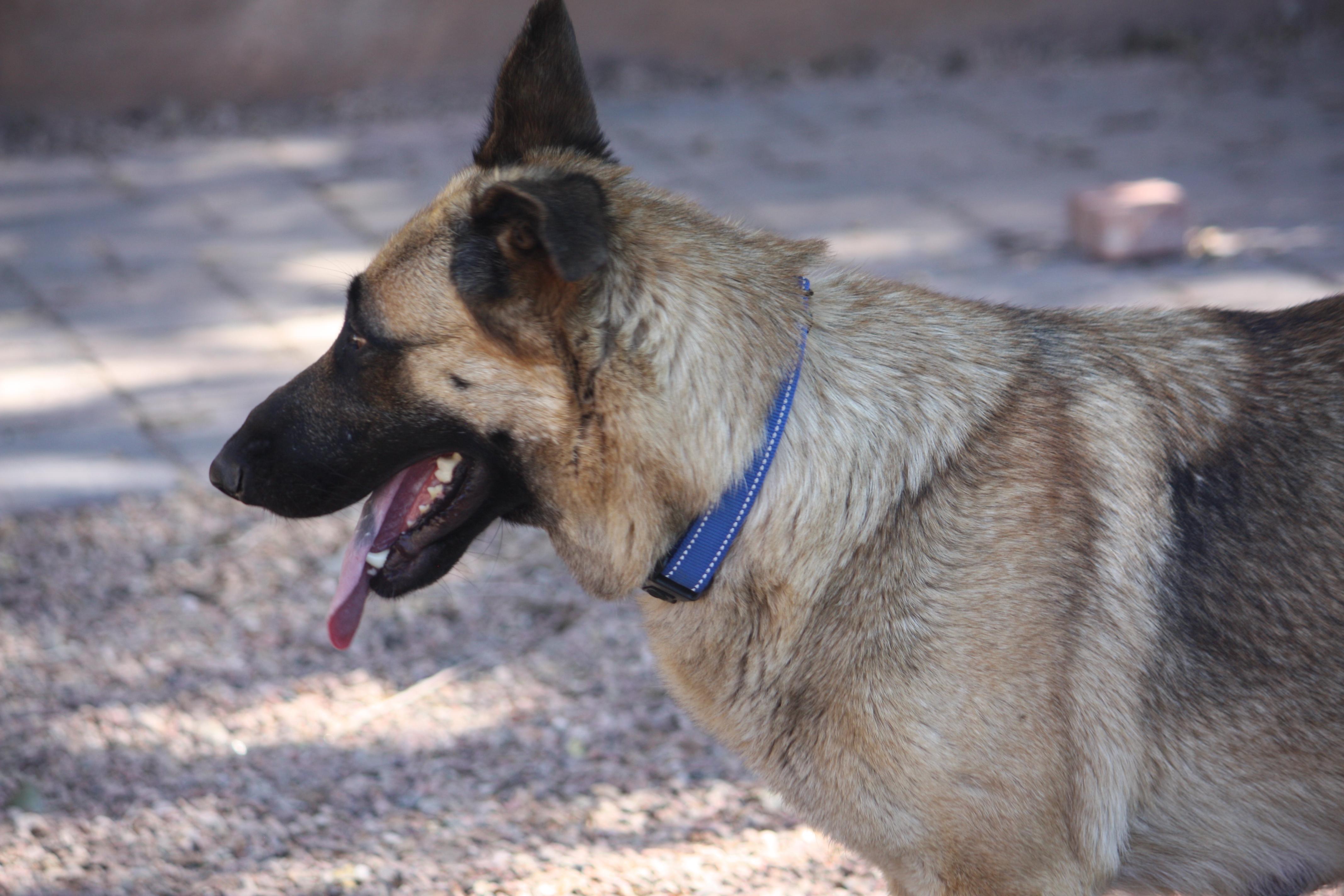 Enlarge Max, a Adopted mixed breed in Albuquerque, NM image 6/6