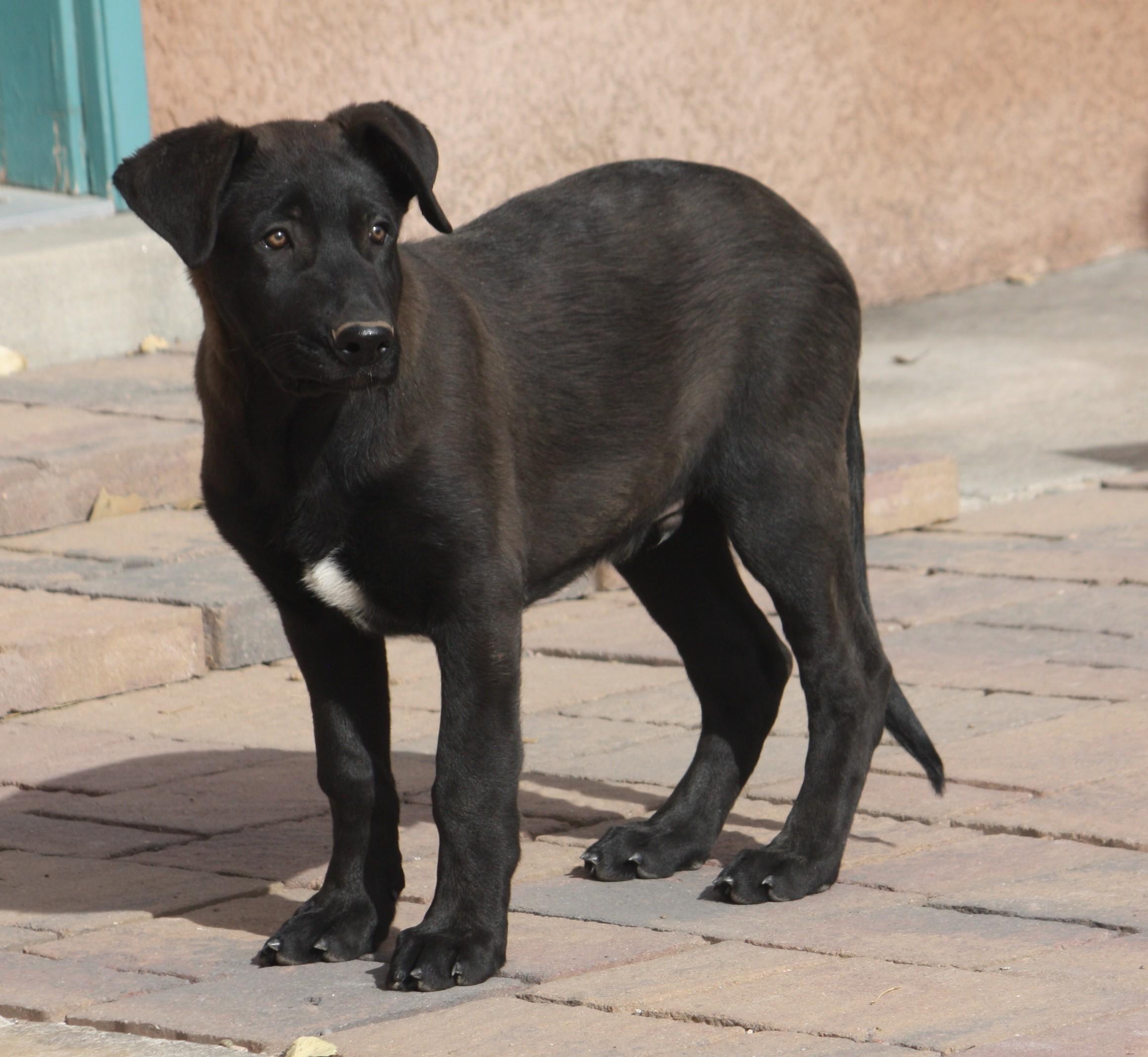 Enlarge Max, a Adopted mixed breed in Albuquerque, NM image 4/6