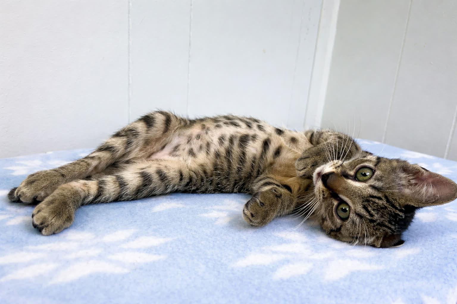 Vernon (PetSmart Winchester Rd. Memphis, TN), adopted, Kitten Male Tabby.
