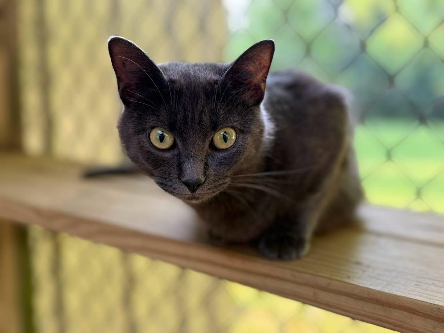 Cinder, a ADOPTABLE Domestic Short Hair in Richmond Dale, OH image 2/2