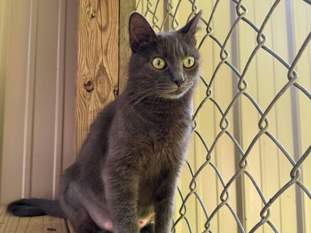 Cinder, ADOPTABLE, Adult Female Domestic Short Hair.