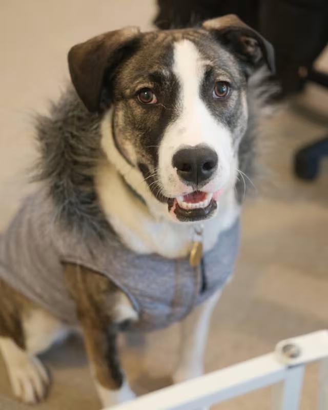 Enlarge Donner, a ADOPTABLE Mixed Breed in South Kingstown, RI image 2/2