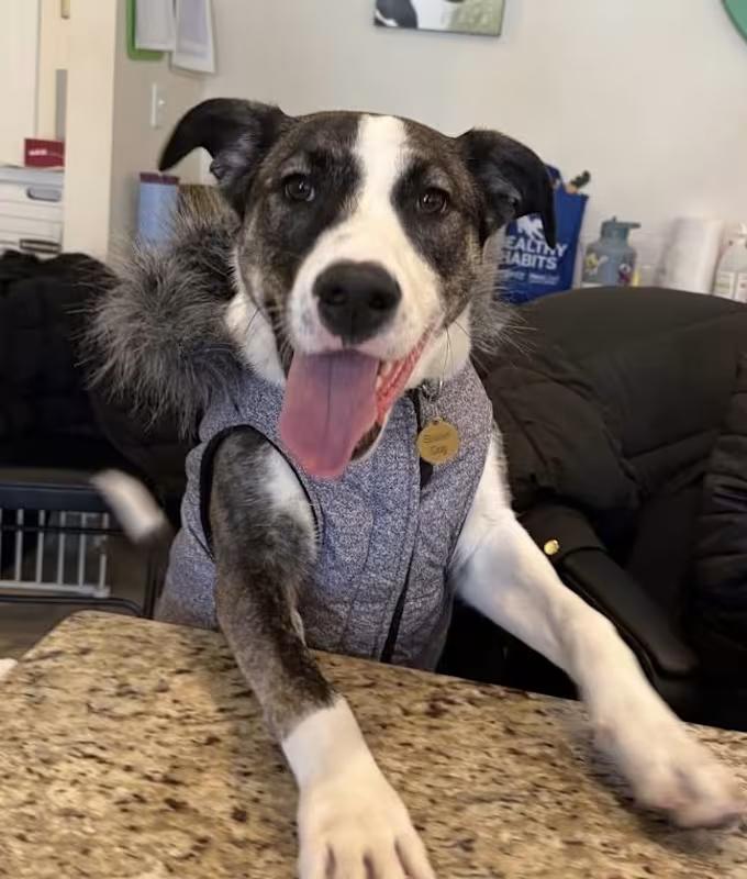 Donner, ADOPTABLE, Adult Male Mixed Breed.