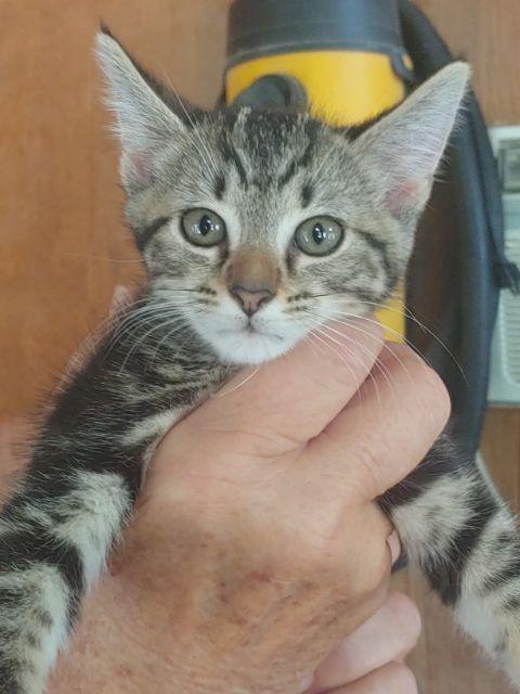 Jade, Adopted, Kitten Female Domestic Short Hair.