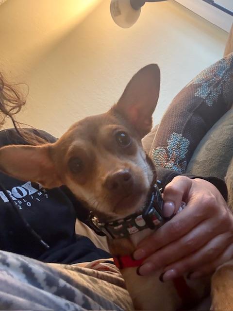 Enlarge Melody, a Adoptable mixed breed in Bay Point, CA image 2/6