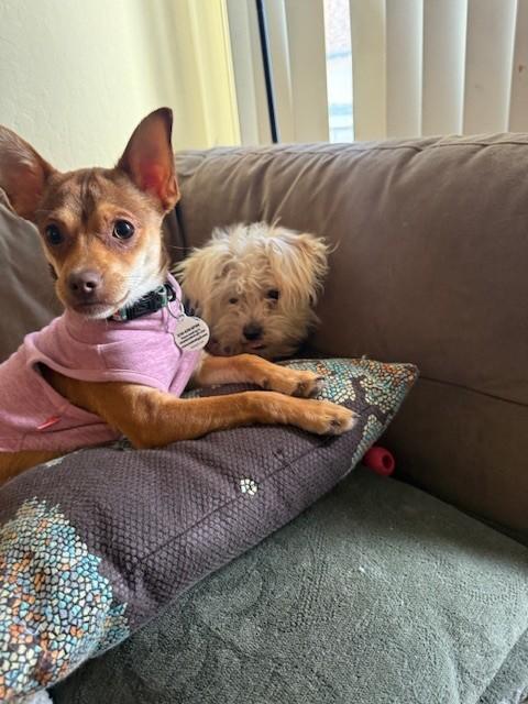 Enlarge Melody, a Adoptable mixed breed in Bay Point, CA image 1/6