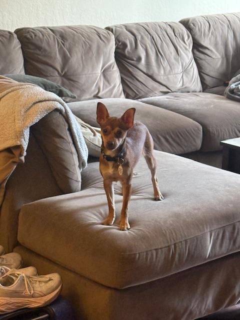 Enlarge Melody, a Adoptable mixed breed in Bay Point, CA image 3/6