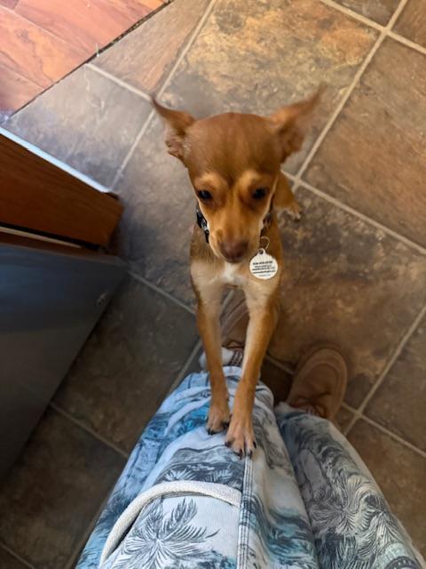 Enlarge Melody, a Adoptable mixed breed in Bay Point, CA image 4/6