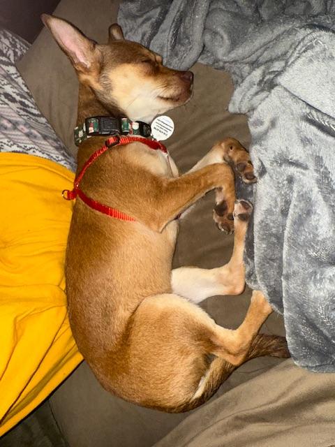 Enlarge Melody, a Adoptable mixed breed in Bay Point, CA image 5/6