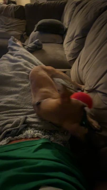 Enlarge Melody, a Adoptable mixed breed in Bay Point, CA video 6/6