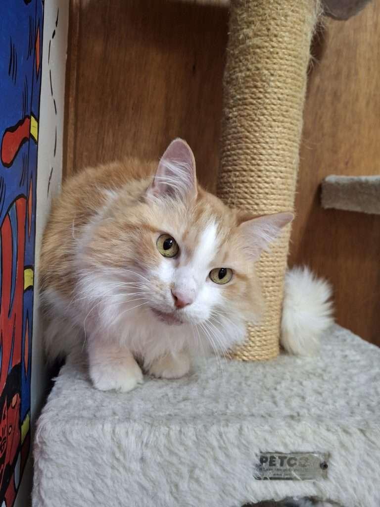 SAPPHIRE, ADOPTABLE, Senior Female Domestic Long Hair.