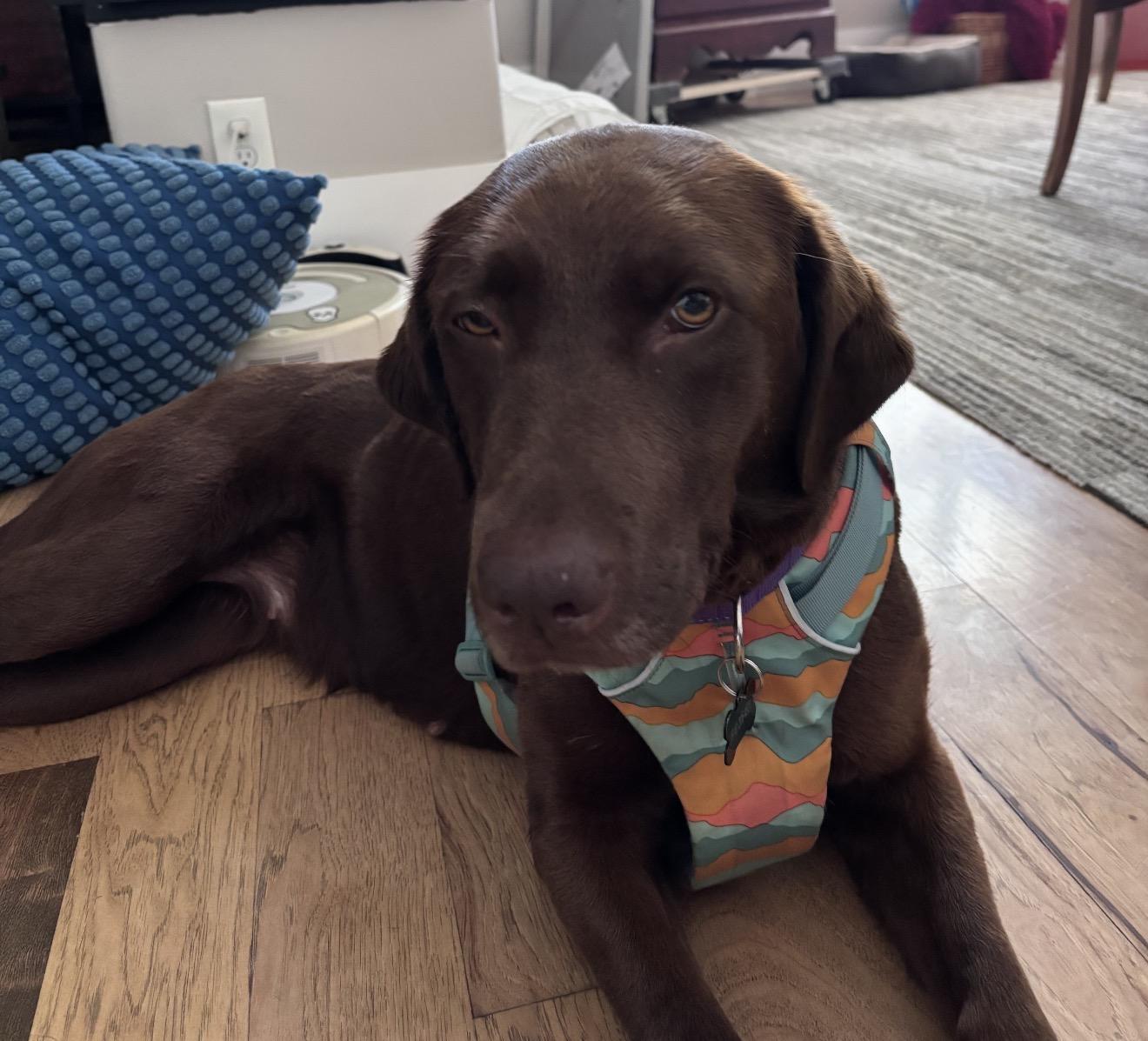 Winnie, an adopted mixed breed in Sacramento, CA image 1/2