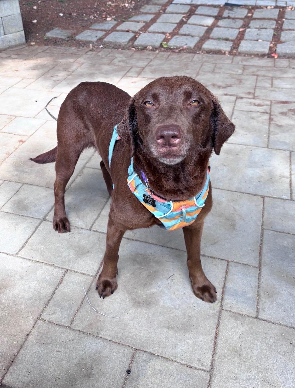 Winnie, an adopted mixed breed in Sacramento, CA image 2/2
