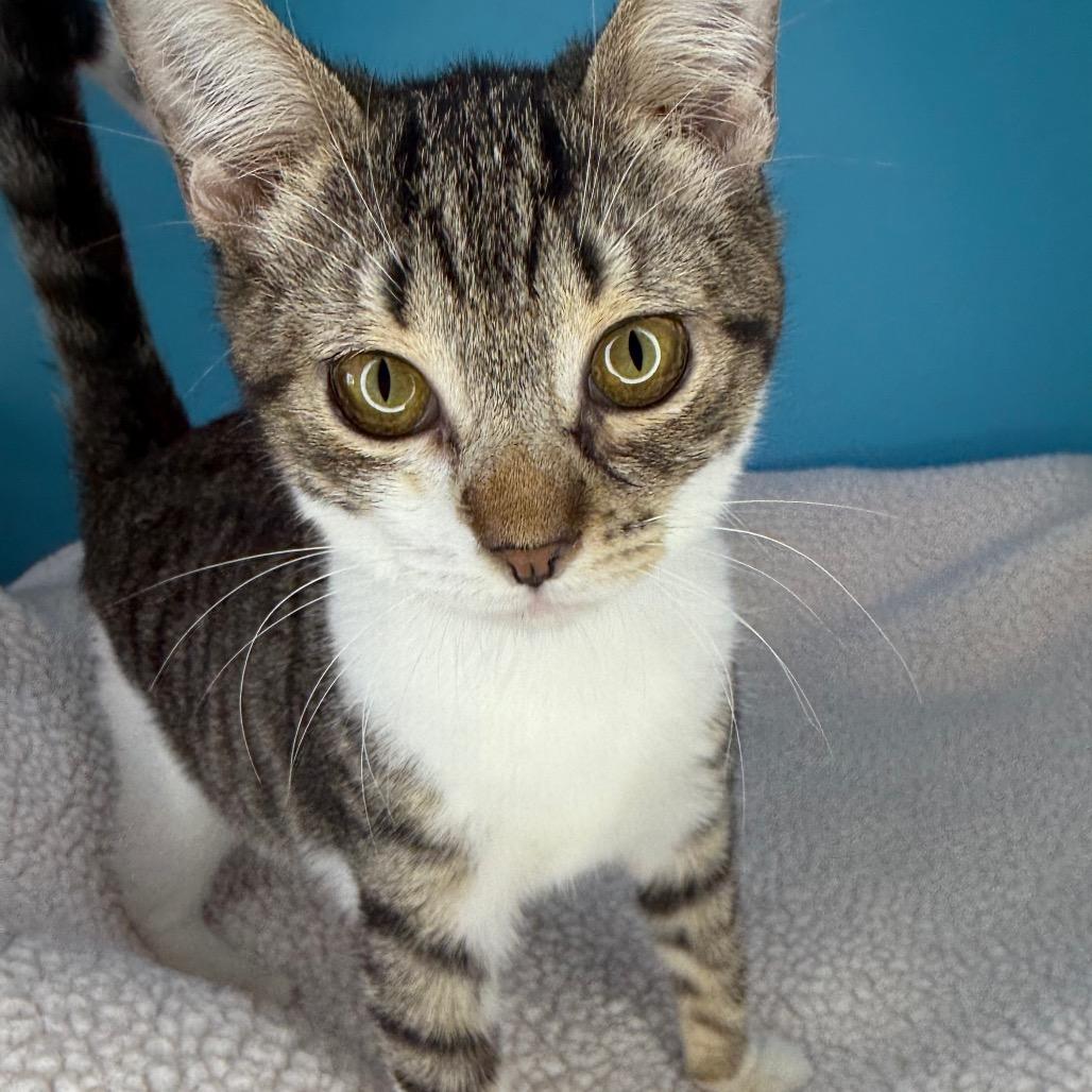 Enlarge Doodle, a Adoptable Domestic Short Hair in San Antonio, TX image 1/6