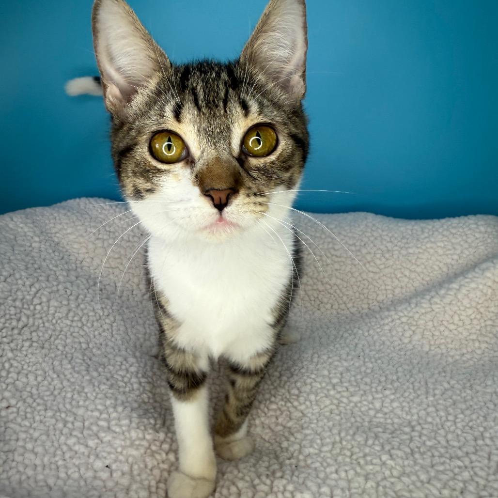 Enlarge Doodle, a Adoptable Domestic Short Hair in San Antonio, TX image 2/6