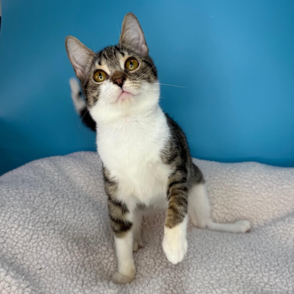 Enlarge Doodle, a Adoptable Domestic Short Hair in San Antonio, TX image 3/6