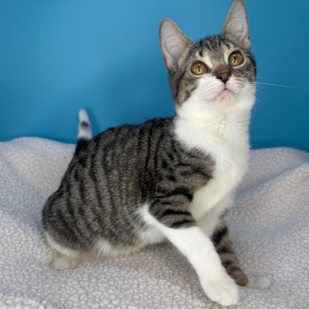 Enlarge Doodle, a Adoptable Domestic Short Hair in San Antonio, TX image 5/6