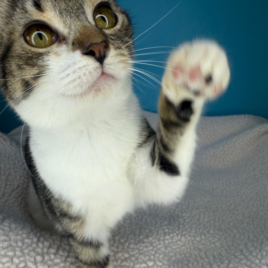 Enlarge Doodle, a Adoptable Domestic Short Hair in San Antonio, TX image 6/6