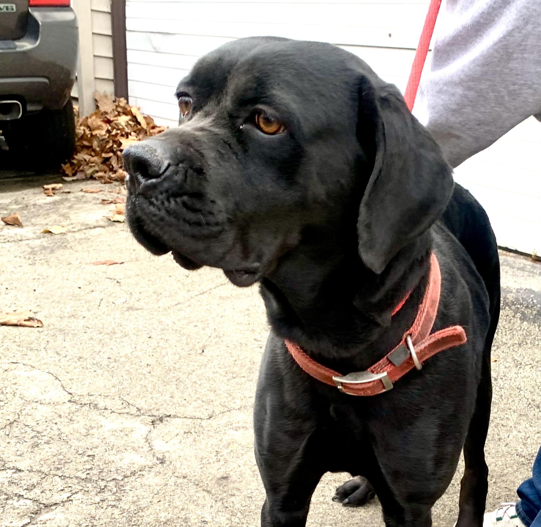 Enlarge Nevaeh, a Adoptable mixed breed in McKeesport, PA image 1/6