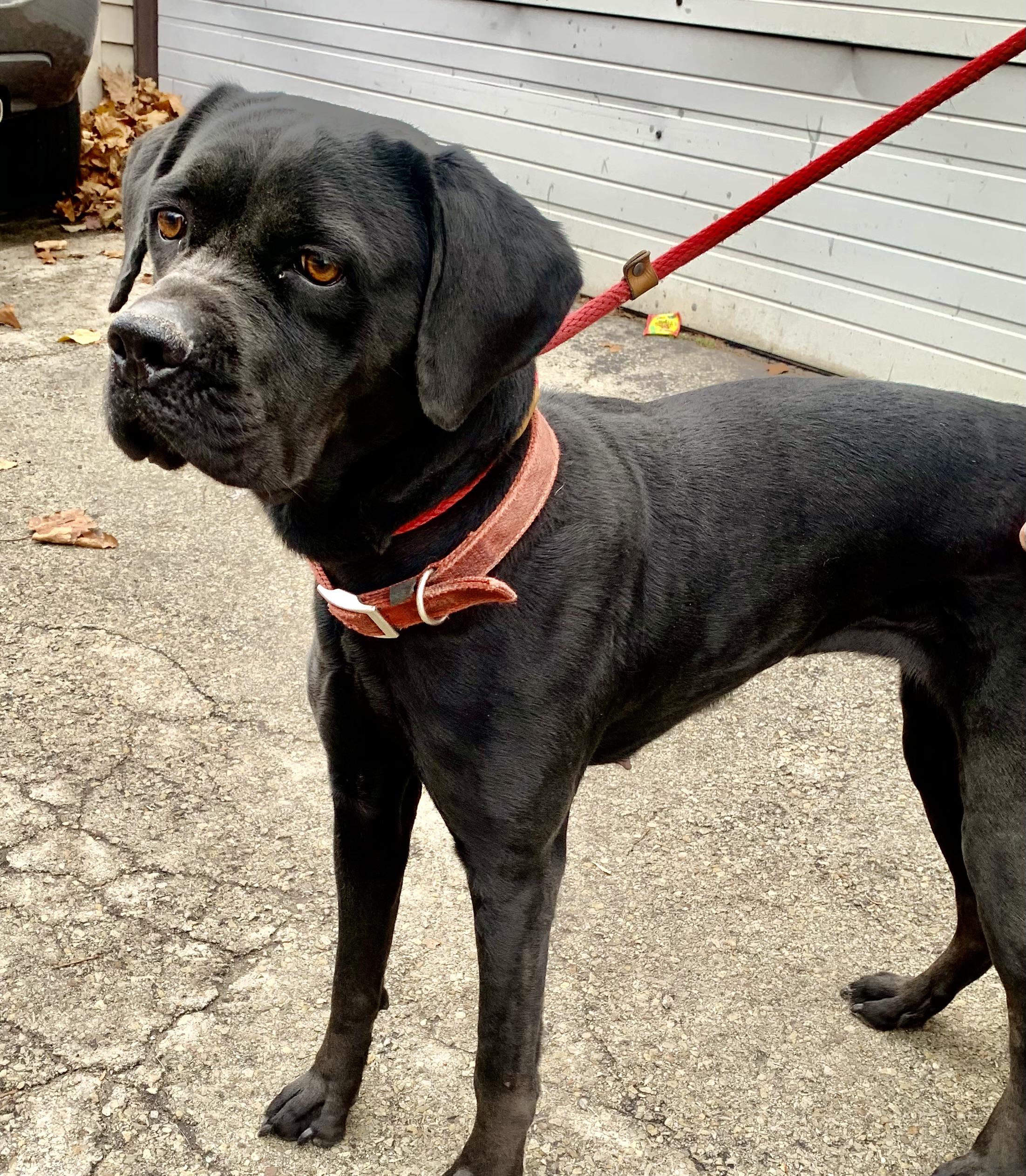 Enlarge Nevaeh, a Adoptable mixed breed in McKeesport, PA image 2/6