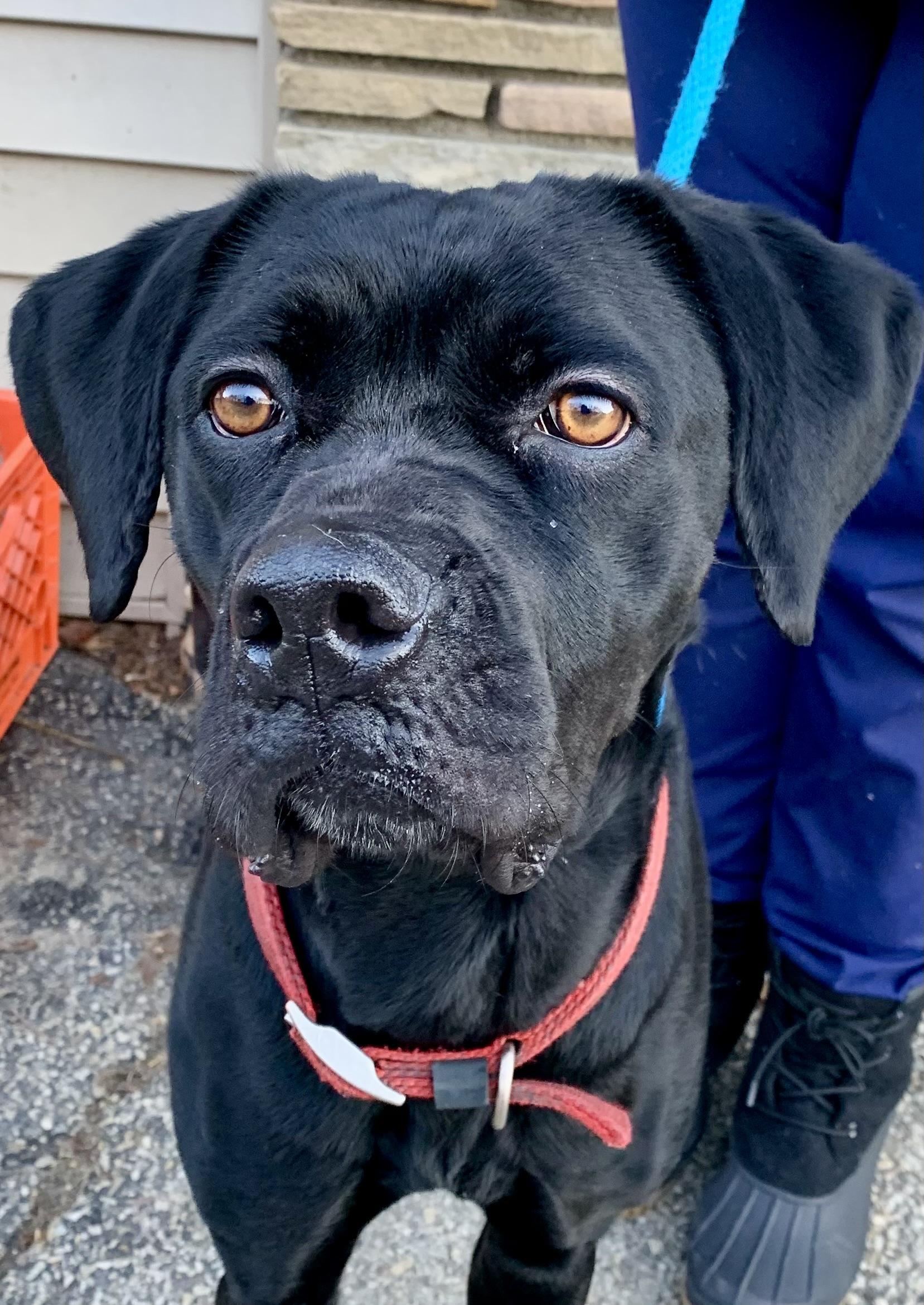 Nevaeh, Adoptable, Adult Female Cane Corso.