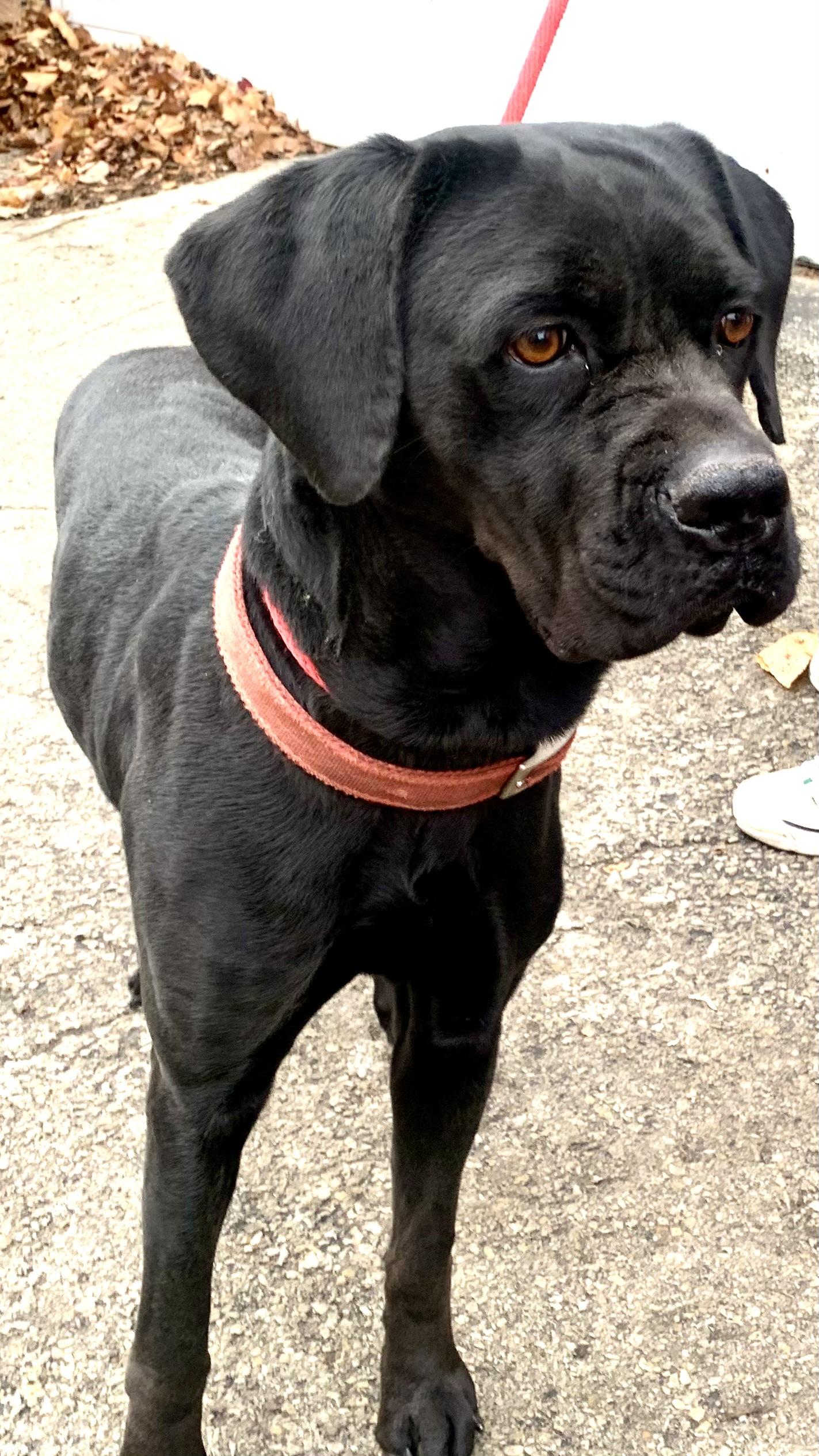 Enlarge Nevaeh, a Adoptable mixed breed in McKeesport, PA image 3/6