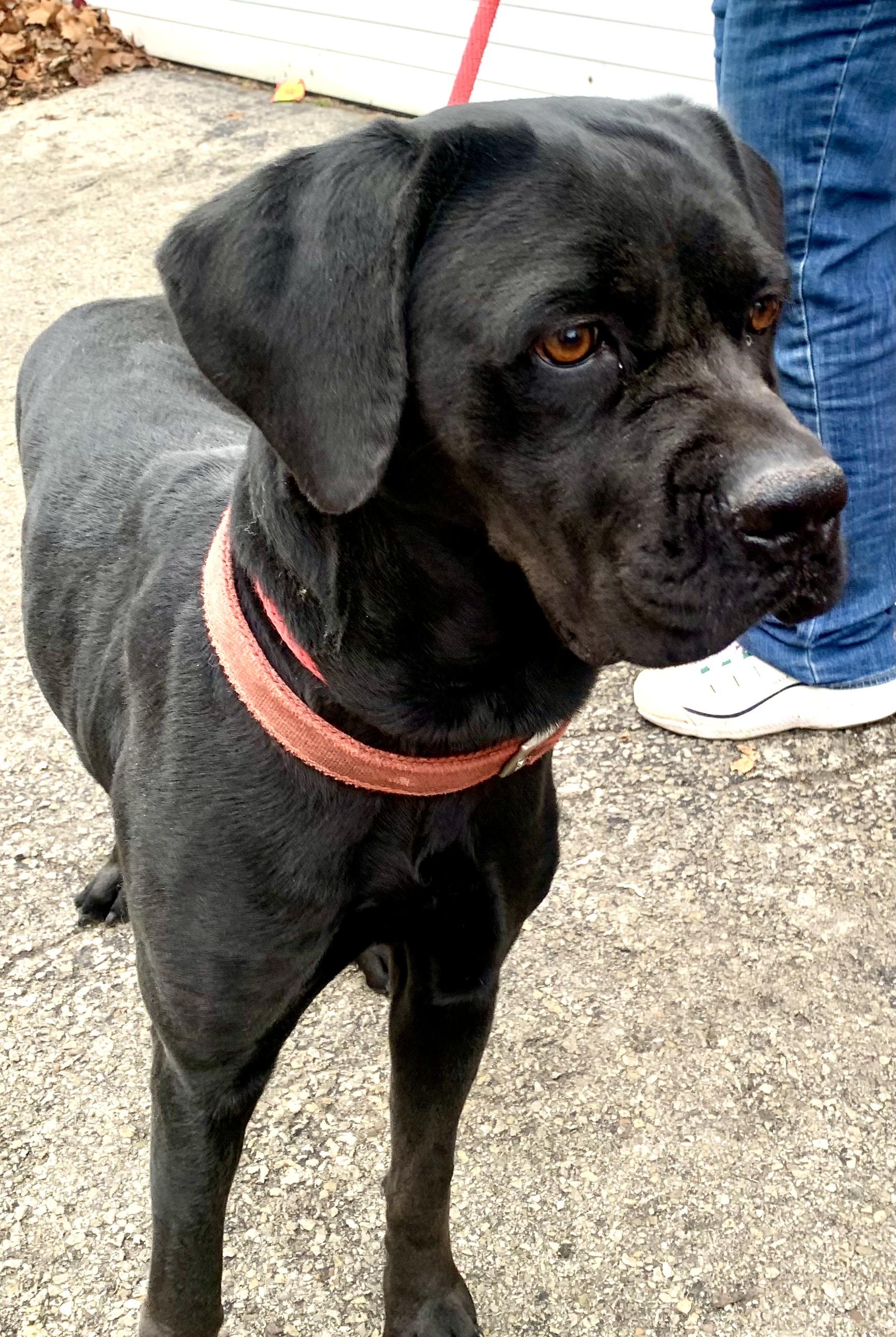 Enlarge Nevaeh, a Adoptable mixed breed in McKeesport, PA image 5/6