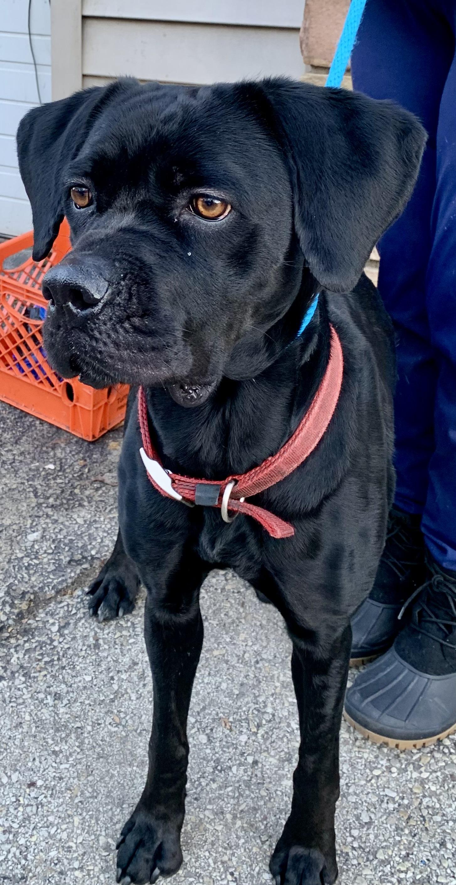 Enlarge Nevaeh, an adopted mixed breed in McKeesport, PA image 4/6
