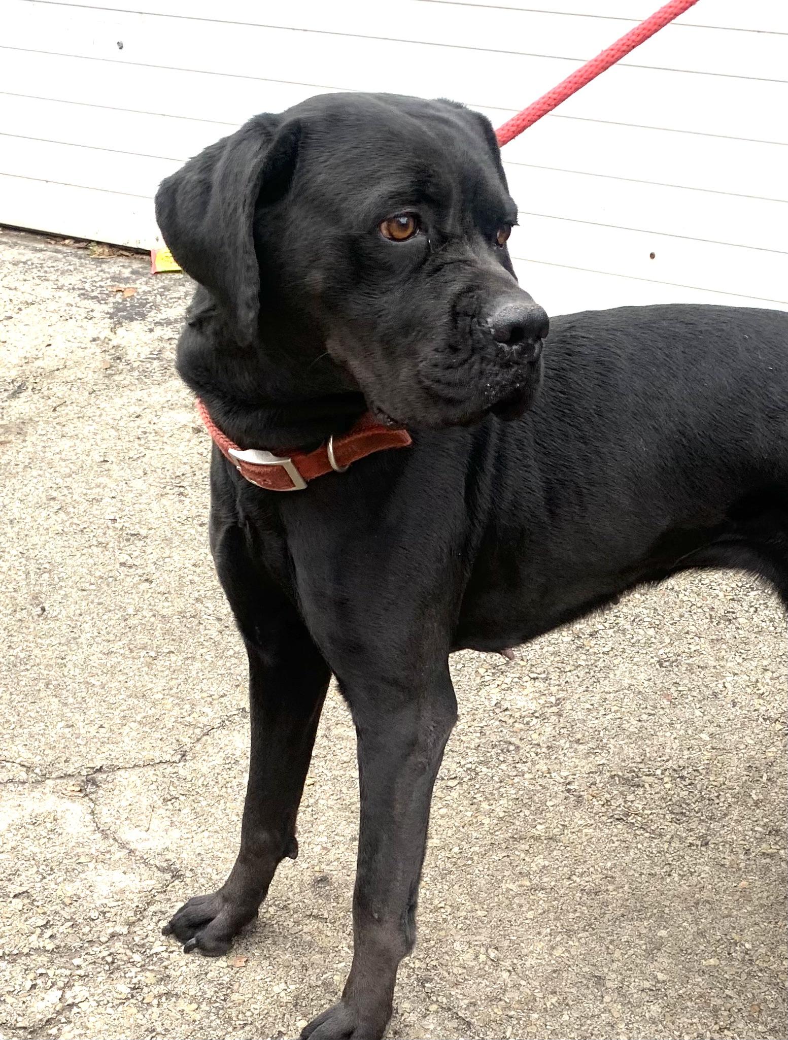 Enlarge Nevaeh, a Adoptable mixed breed in McKeesport, PA image 6/6