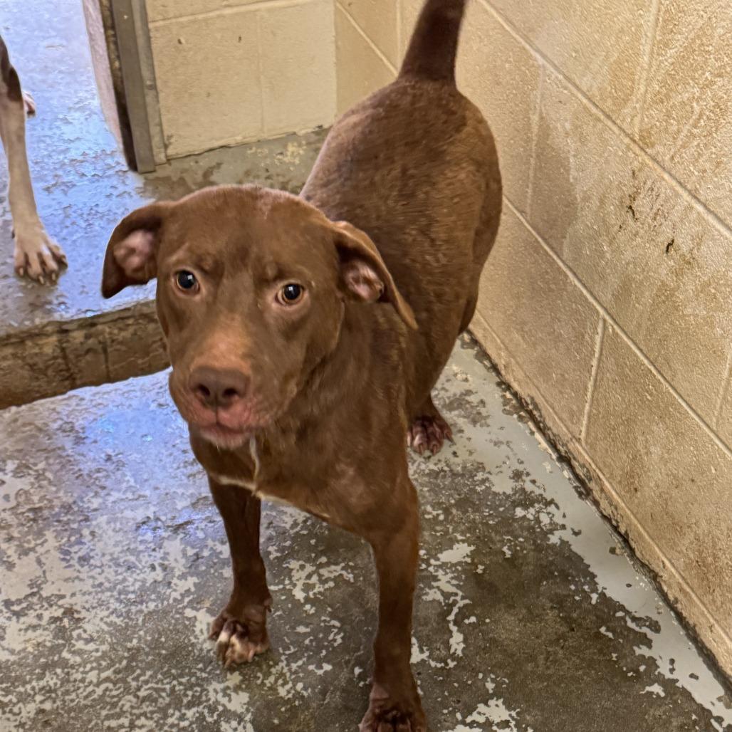 Enlarge Rowland, a Adoptable Chocolate Labrador Retriever in Dillon, SC image 1/1