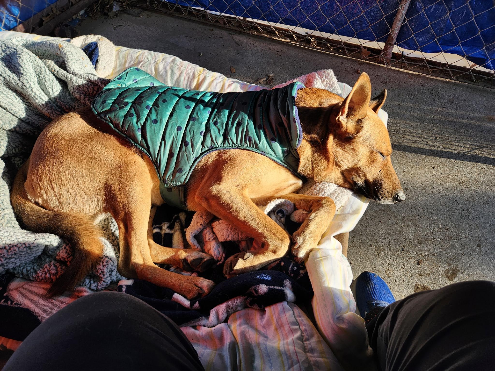 Enlarge Winston, a ADOPTABLE German Shepherd Dog in Mansfield, TX image 3/3