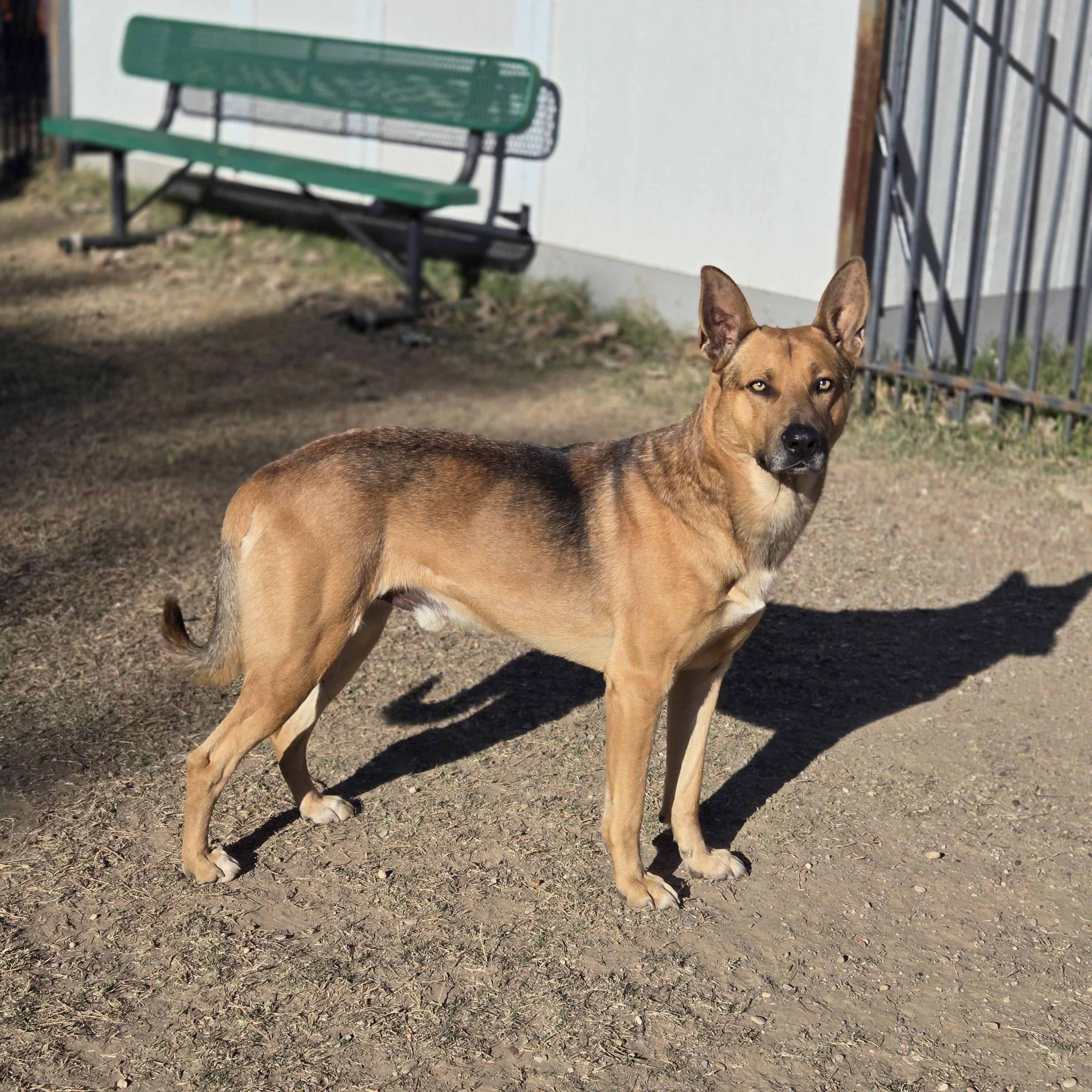 Enlarge Winston, a ADOPTABLE German Shepherd Dog in Mansfield, TX image 2/3