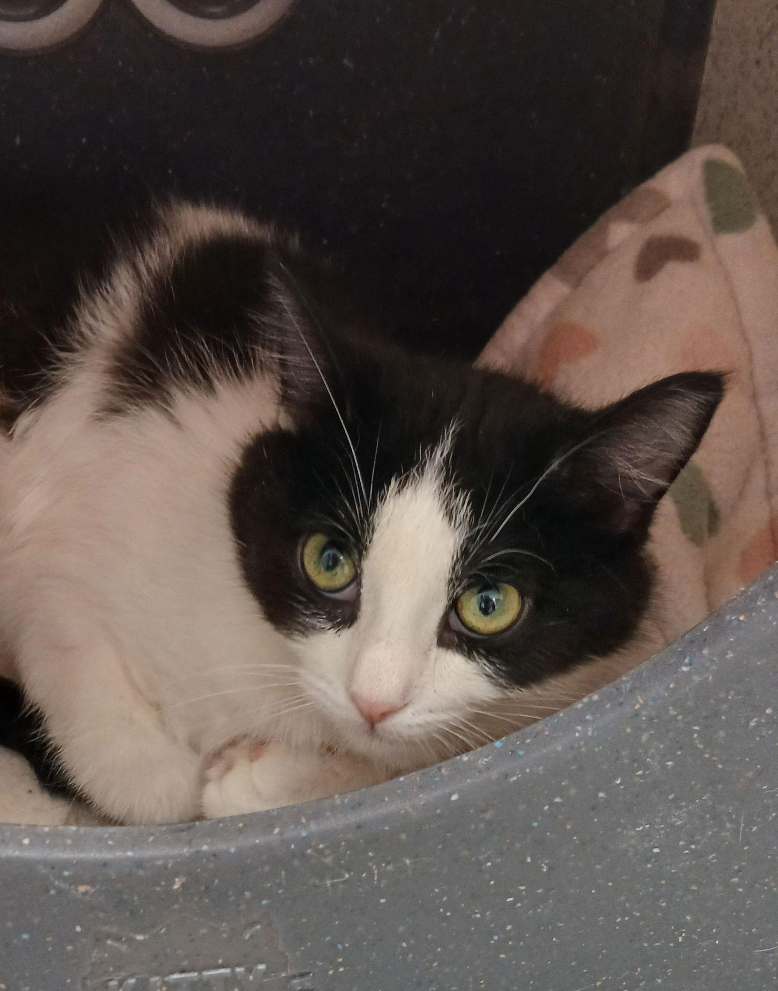 Hosta, Adoptable, Kitten Female Domestic Medium Hair.