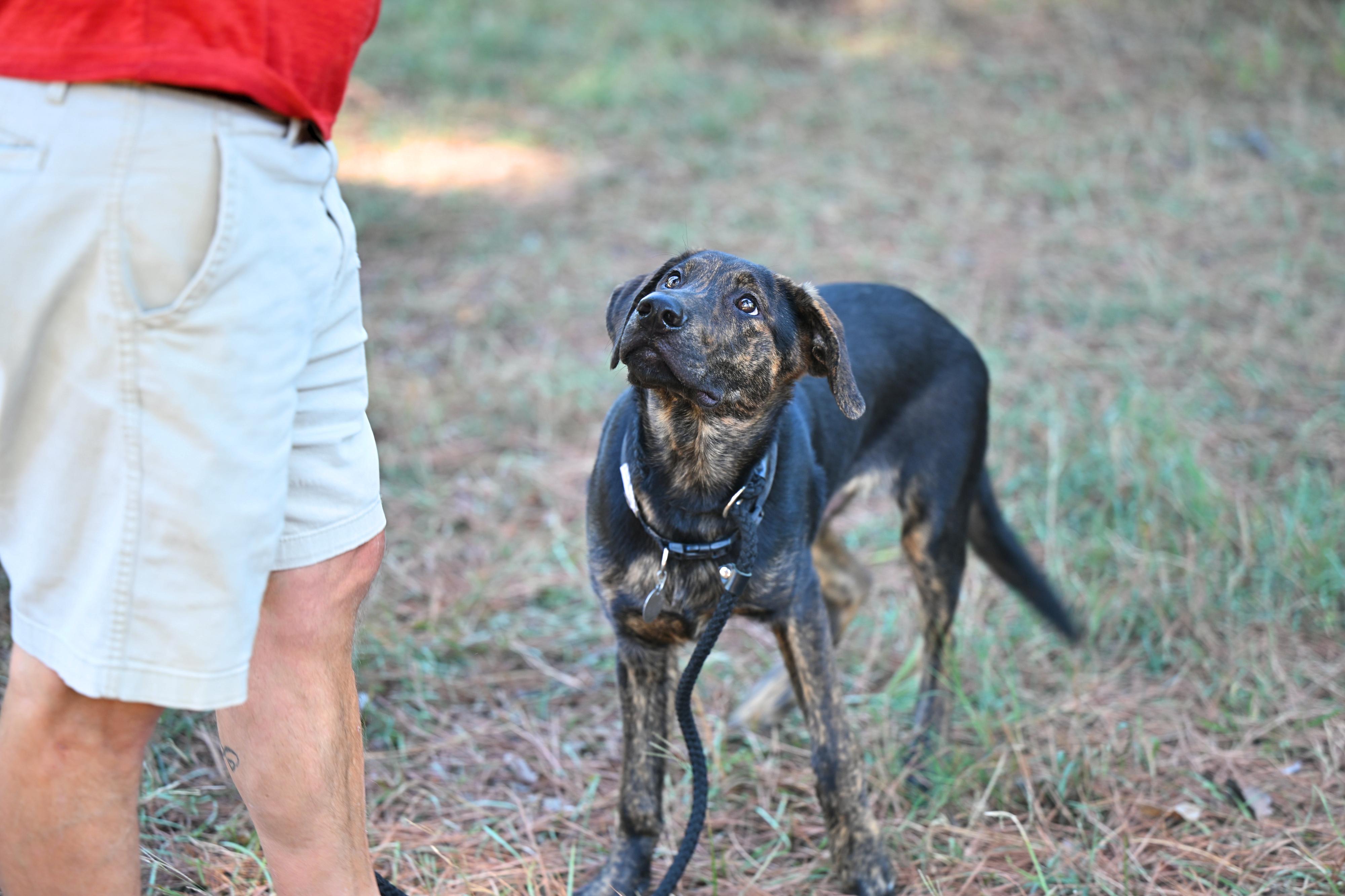 Enlarge ROSCOE - WAIVED ADOPTION FEE, a Adoptable mixed breed in Manchester, NH image 4/5