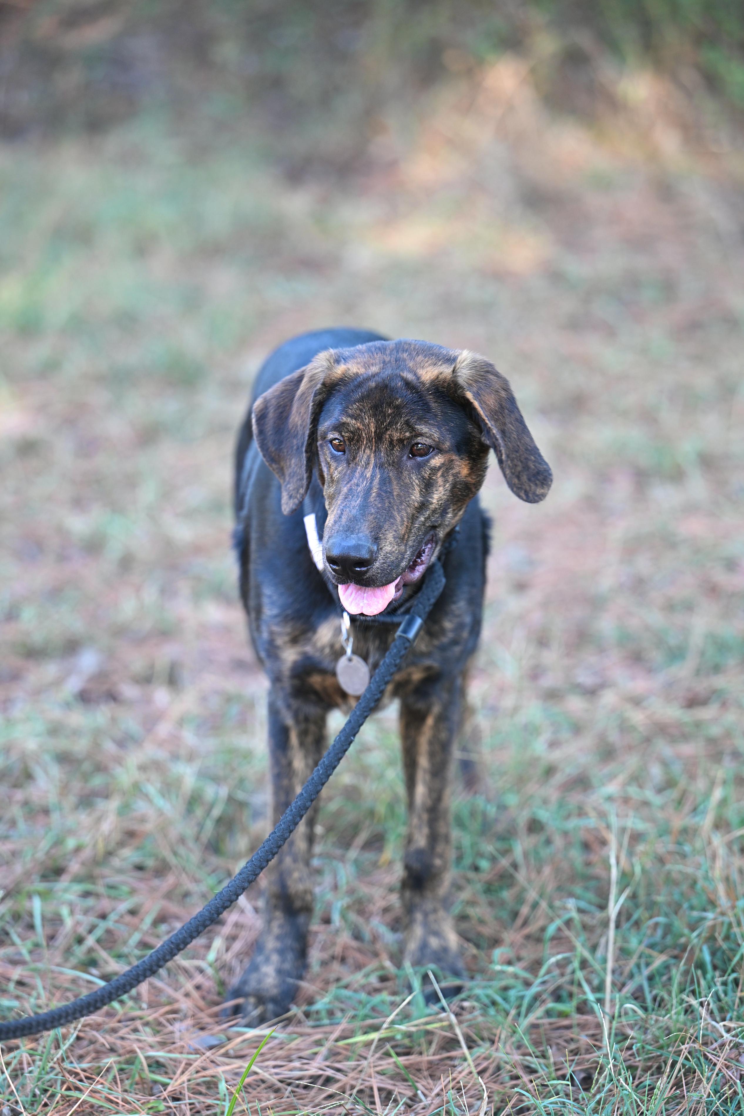 Enlarge ROSCOE - WAIVED ADOPTION FEE, a Adoptable mixed breed in Manchester, NH image 5/5