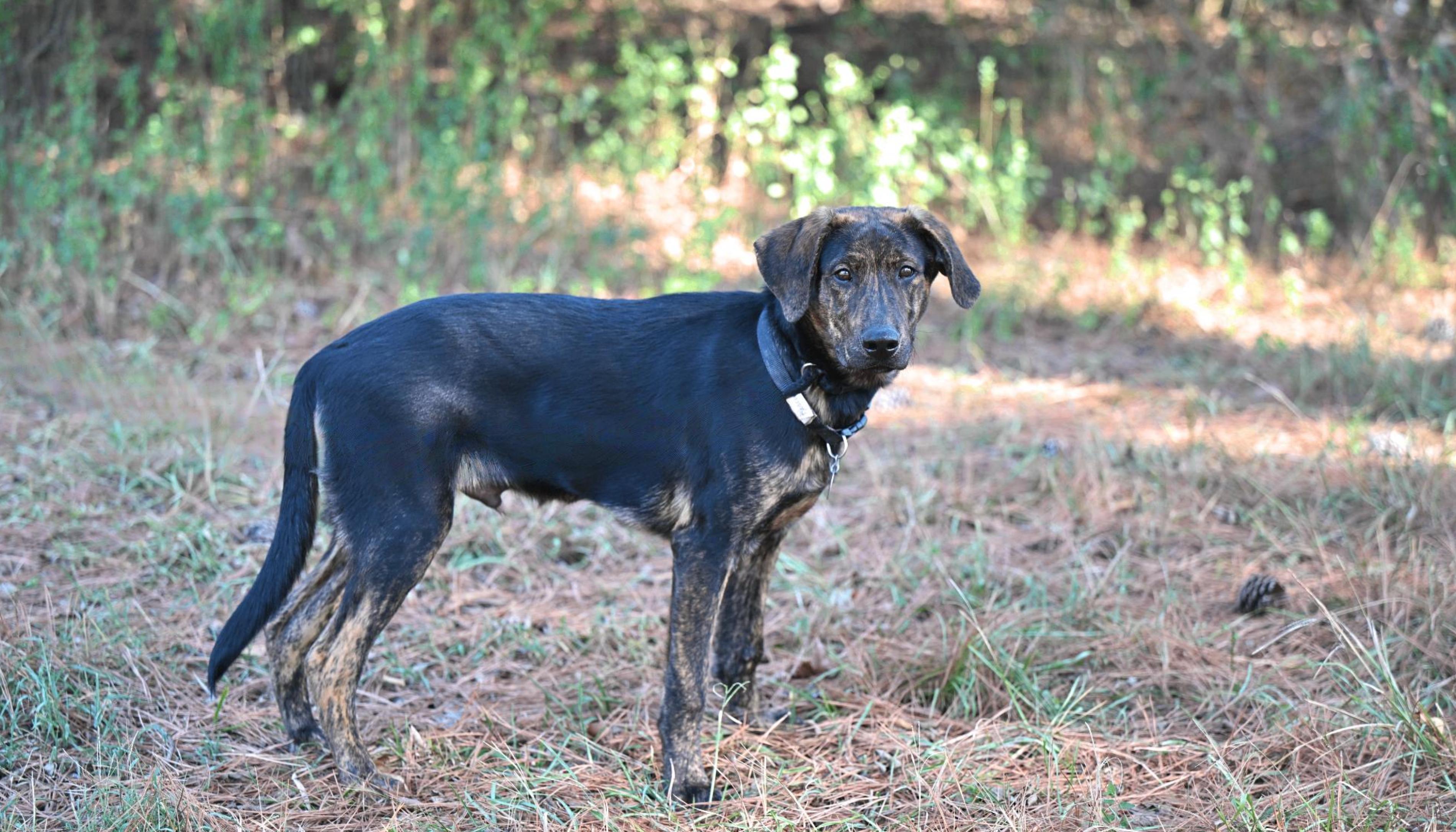 Enlarge ROSCOE - WAIVED ADOPTION FEE, a Adoptable mixed breed in Manchester, NH image 3/5
