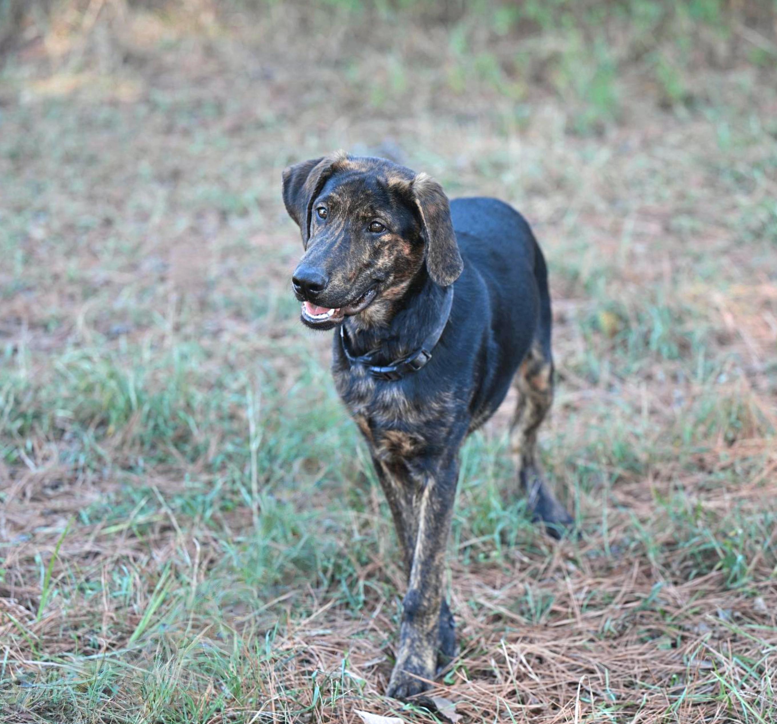 Enlarge ROSCOE - WAIVED ADOPTION FEE, a Adoptable mixed breed in Manchester, NH image 2/5