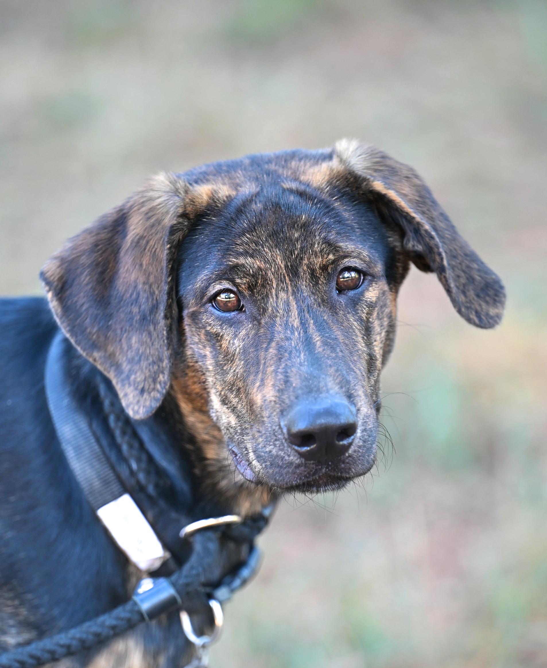 ROSCOE - WAIVED ADOPTION FEE, Adoptable, Puppy Male Shepherd & Catahoula Leopard Dog.