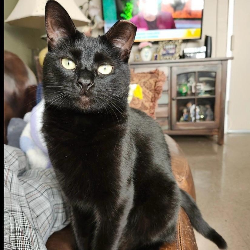 Blacky, Adoptable, Adult Female American Shorthair.
