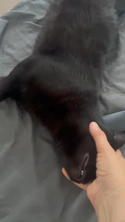 Enlarge Blacky, a Adoptable American Shorthair in bronx, NY video 3/3