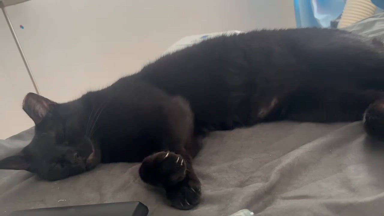 Enlarge Blacky, a Adoptable American Shorthair in bronx, NY video 2/3