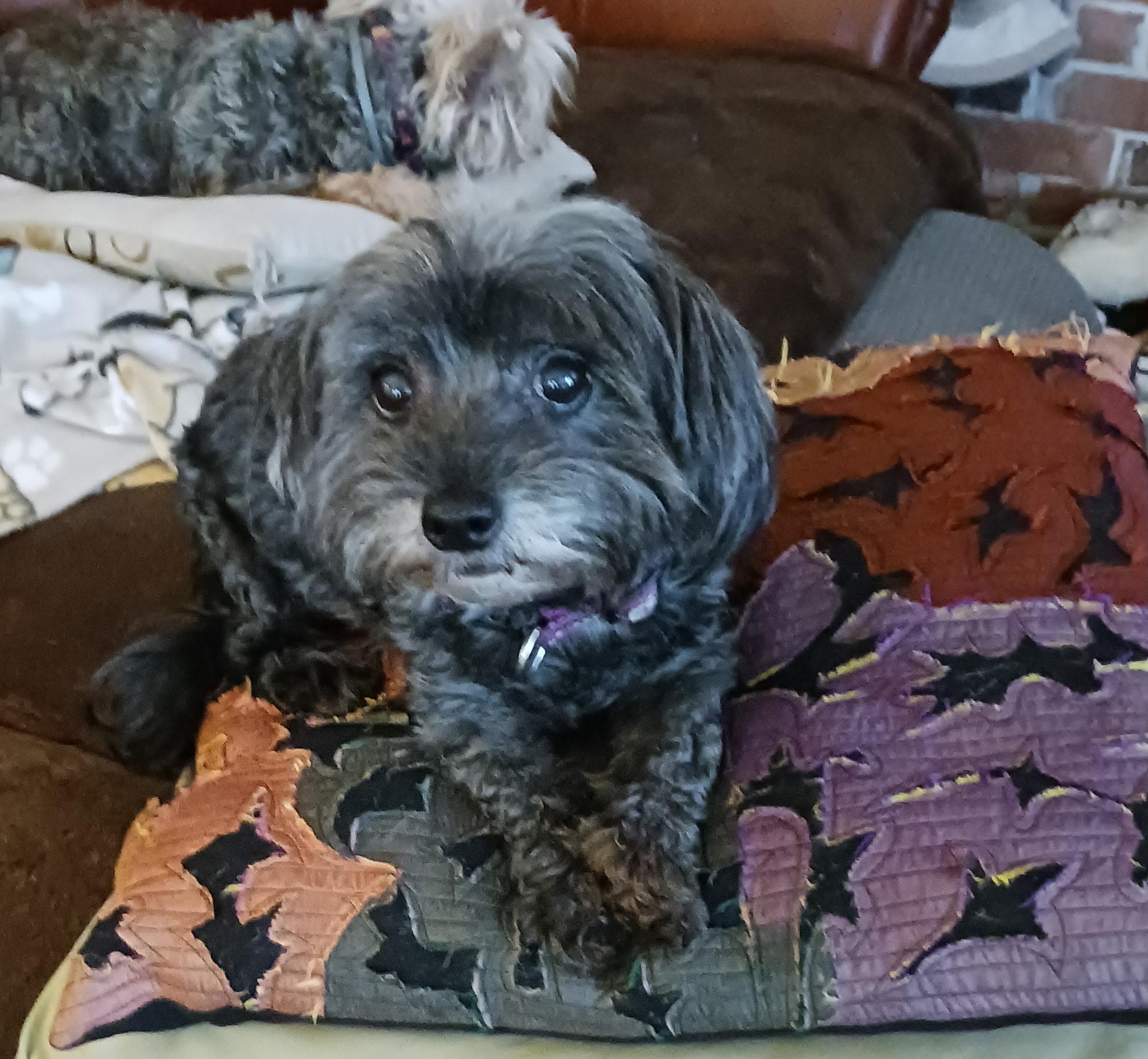Enlarge Katie, an adopted Morkie in Tampa, FL image 2/4