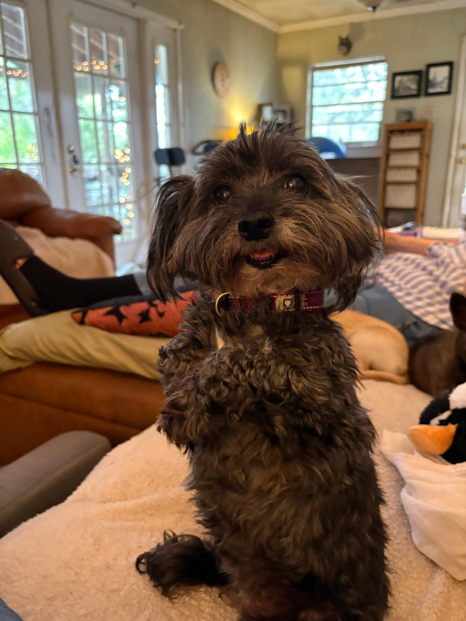 Enlarge Katie, an adopted Morkie in Tampa, FL image 1/4